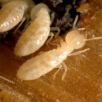 termites