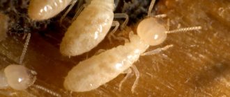 termites