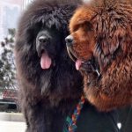 Tibetan Mastiff - characteristics of the breed, nuances of home maintenance