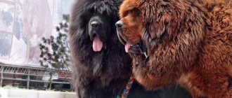 Tibetan Mastiff - characteristics of the breed, nuances of home maintenance