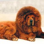 red Tibetan mastiff