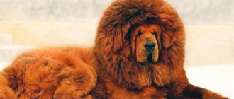 red Tibetan mastiff