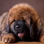 Tibetan-mastiff-dog-Description-features-character-care-and-price-of-breed-3