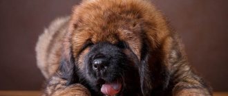 Tibetan-mastiff-dog-Description-features-character-care-and-price-of-breed-3