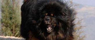 Tibetan mastiff