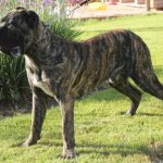 Brindle color