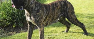 Brindle color