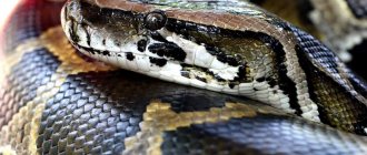 Tiger python - a family of non-venomous huge snakes