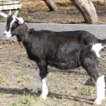 Toggenburg goat breed