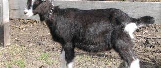 Toggenburg goat breed