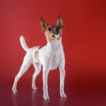 Toy Fox Terrier