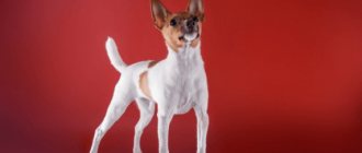 Toy Fox Terrier