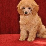 Toy poodle