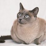 Tonkinese cat