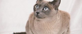 Tonkinese cat