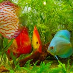 Top 15 most popular cichlids