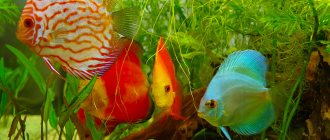 Top 15 most popular cichlids