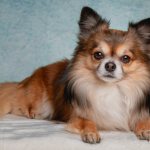 TOP 30 smallest dog breeds