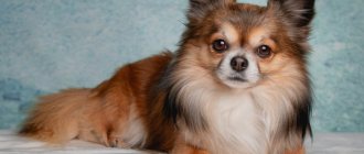 TOP 30 smallest dog breeds