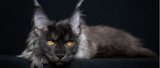 Top 7 Cutest Cat Breeds