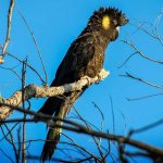 Mourning cockatoo. CC0 