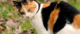 calico cat