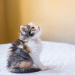 calico kitten