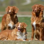 three Nova Scotia retrievers