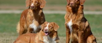 three Nova Scotia retrievers