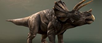 Triceratops: description of the dinosaur with pictures