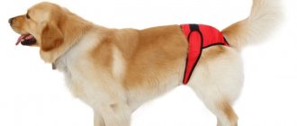 Panties for dogs in heat