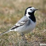 Wagtail-bird-Wagtail-lifestyle-and-habitat-2