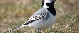 Wagtail-bird-Wagtail-lifestyle-and-habitat-2