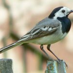 Wagtail