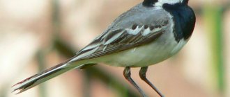 Wagtail