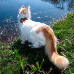 Turkish van by the water