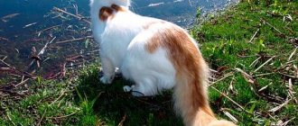 Turkish van by the water