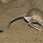 jerboa description