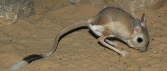 jerboa description