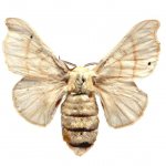 Silkworm (lat. Bombyx mori).jpg