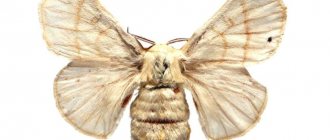 Silkworm (lat. Bombyx mori).jpg