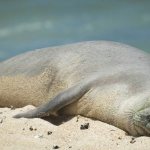 Seal-animal-Description-features-species-lifestyle-and-habitat-of-seal-4