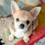 Chihuahuas start estrus at 6-7 months