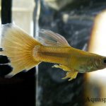 Guppy has fin rot, what to do, how to treat in a community aquarium