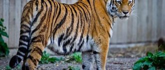 what animals have stripes