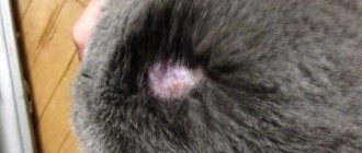 The cat&#39;s fur falls out and bald spots form.