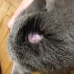 The cat&#39;s fur falls out and bald spots form.