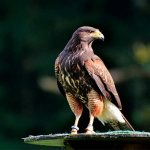 Amazingly beautiful Arctic birds in the world: Peregrine falcon cc0