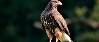 Amazingly beautiful Arctic birds in the world: Peregrine falcon cc0