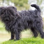 Amazing and unique: Affenpinscher